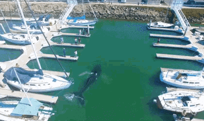 Humpback Whale Intruder GIF - Intruder Intruder Alert Whale GIFs