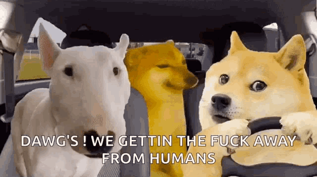 three dogs are sitting in a car with the words dawg 's we gettin the fuck away from humans .
