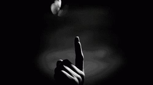 a person is holding a white butterfly on their finger .