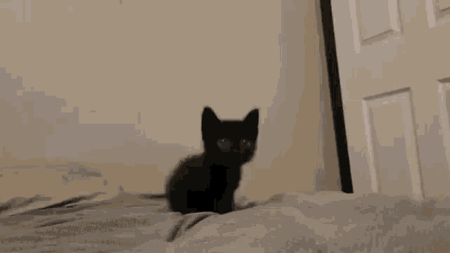 Cat Skrunkly GIF - Cat Skrunkly Cute GIFs