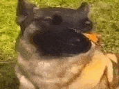 a dog is eating a piece of food with its mouth open .