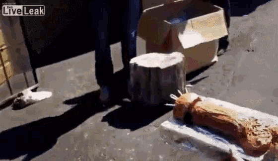 a person is standing next to a tree stump and a box with the words liveleak on it .