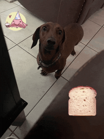 a dachshund wearing a party hat looks at the camera