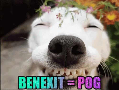 Benexit Dog GIF - Benexit Dog Benexit Is The Best Dog In The World Prove Me Wrong GIFs