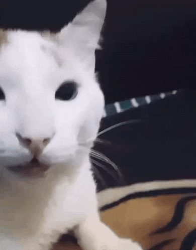 Cat Laughing GIF - Cat Laughing Giggling GIFs
