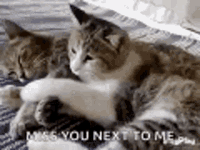 Miss You Next To Me Missing You GIF - Miss You Next To Me Missing You Cats GIFs