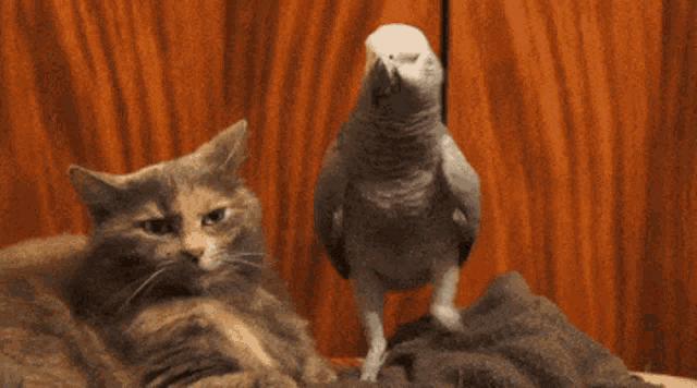 Bird U Wot Bird Annoys Cat GIF - Bird U Wot Bird Annoys Cat U Wot M8 GIFs