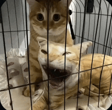 two cats are in a cage and one is yawning