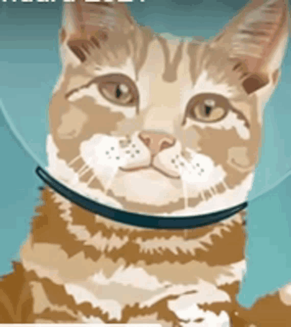 a cat is wearing a cone around its neck