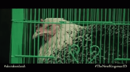Jessica Veranda Caged Chicken GIF - Jessica Veranda Caged Chicken GIFs