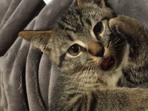 Chip Cool Beans GIF - Chip Cool Beans Cat GIFs