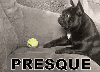 a black dog is laying on a couch looking at a tennis ball with the word presque above it .