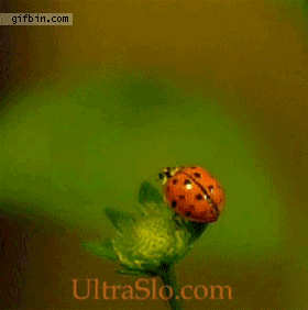 2 GIF - Ladybug Slowmotion Wings GIFs
