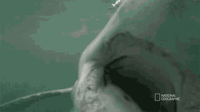 Bite When Sharks Attack GIF - Bite When Sharks Attack Hungry GIFs