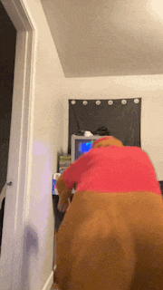 a dog wearing a pink shirt is standing in a room
