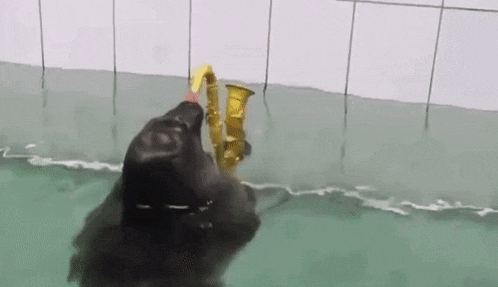 a seal is playing a saxophone in a pool .