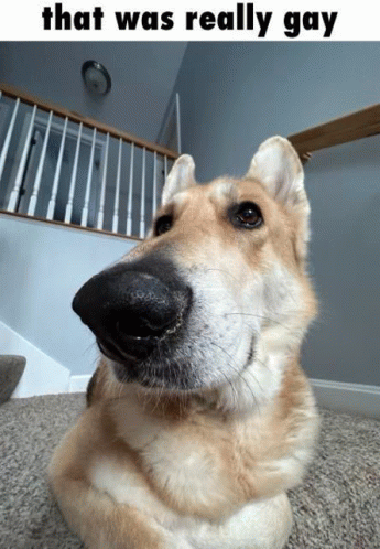 Wauuuu Dog GIF - Wauuuu Dog GIFs