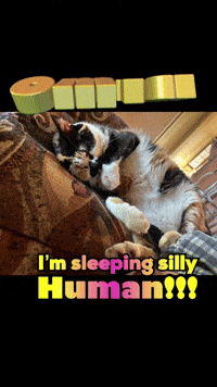 a black and white cat laying on a couch with the words i 'm sleeping silly human