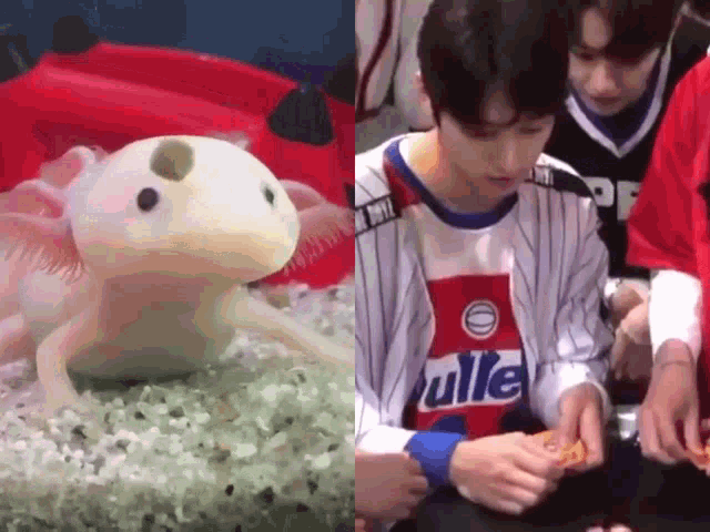 an axolotl is sitting in a tank next to a man eating a pizza .