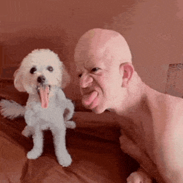 a bald man is sticking his tongue out next to a small white dog with its tongue out .