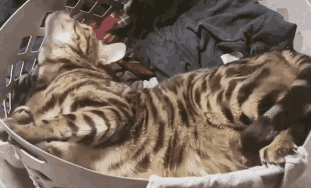 Cat Bengal GIF