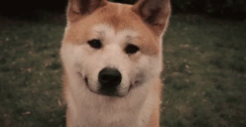 Puppy Dogs GIF - Puppy Dogs Confused GIFs