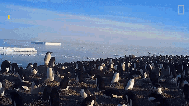 Penguin Mega Colony National Geographic GIF