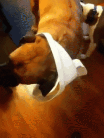 a dog is wearing a white shirt and collar