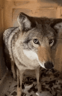 Coyote Yurryot GIF