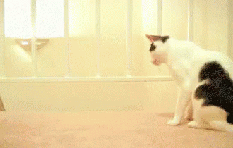 Curious GIF - Curious Cat Animal GIFs