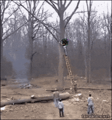 a tree with a wreath on it is being climbed by a man with a ladder