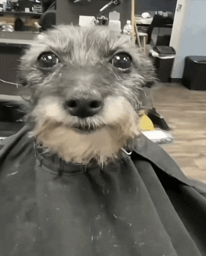 a dog with a beard is sitting under a black cloth