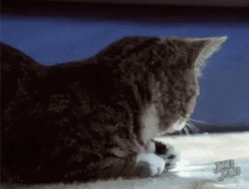a close up of a cat laying on a carpet with a jar jars logo in the background