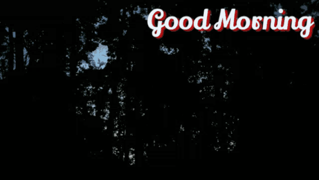Florida Morning Backyard GIF - Florida Morning Backyard Humanharvest407 GIFs