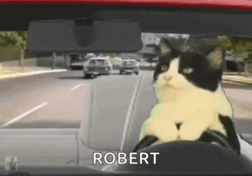 a black and white cat is sitting in the driver 's seat of a car with the word robert on the steering wheel .