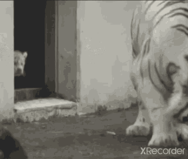 a white tiger standing in front of a door with xrecorder on the bottom
