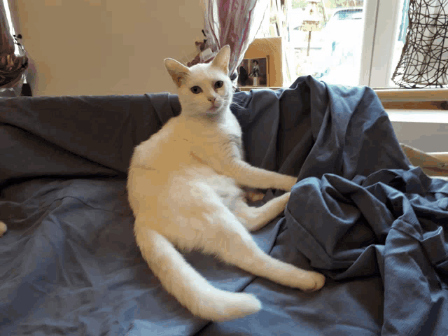 a white cat laying on a blue blanket