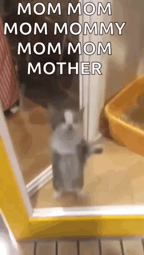 Cat Cat Jumping GIF - Cat Cat Jumping Cat Excited GIFs