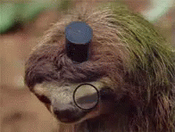Sloth Swine GIF - Sloth Swine GIFs