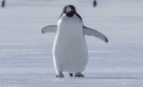 Penguin Cute GIF - Penguin Cute Walking GIFs