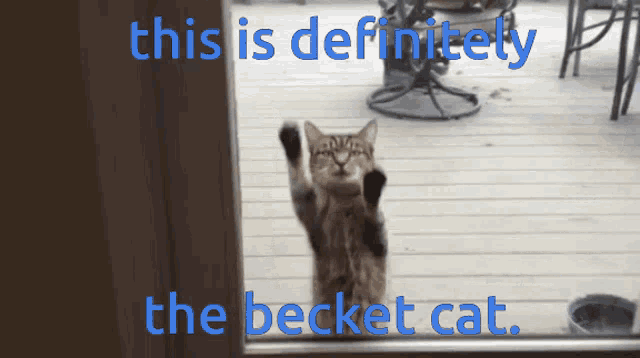 Becket Cat Becket GIF - Becket Cat Becket Cat Becket GIFs