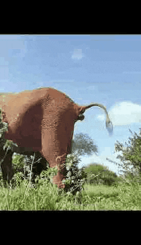 a cow is standing in a field with its tail hanging over the ground .