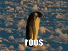 a penguin is standing in the snow with the word roos written below it