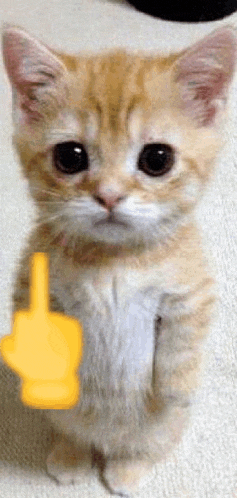 a kitten is standing on its hind legs and holding a yellow finger up