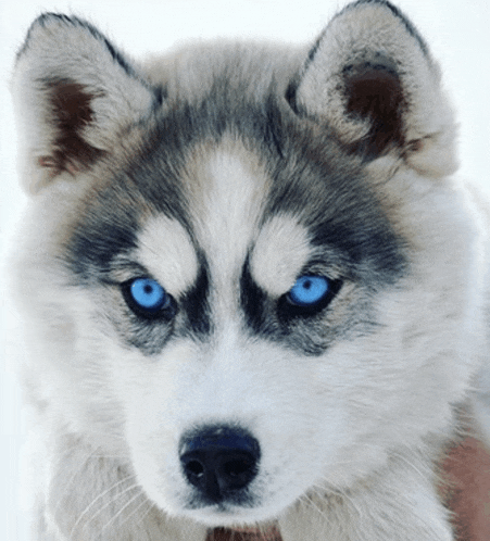 a husky puppy with blue eyes is looking at the camera