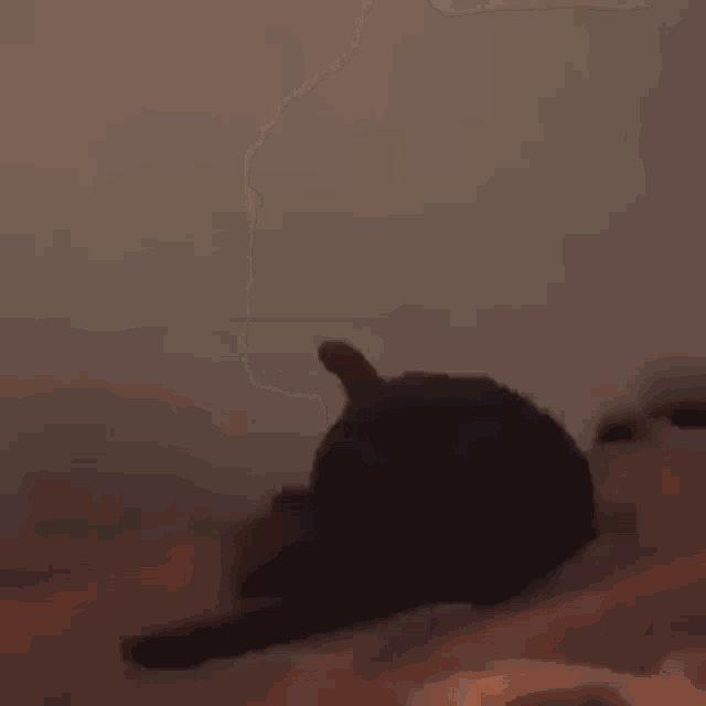 a black cat is laying on a bed with its head on a person 's lap .