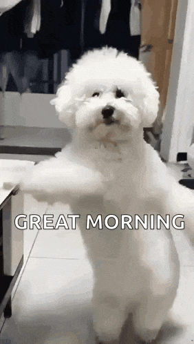a small white dog is standing on its hind legs with its arms outstretched and says `` great morning '' .