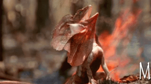 Evil Laughter GIF - Evil Laughter Lizard GIFs