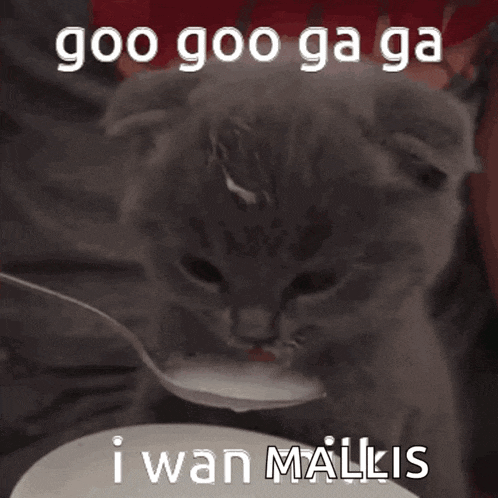 a kitten is drinking milk from a spoon and the caption says goo goo ga ga i wan mallis