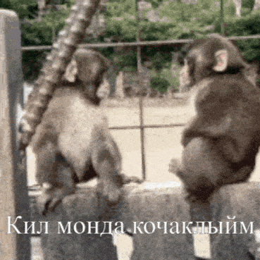 two monkeys are sitting next to each other on a rock in a cage .